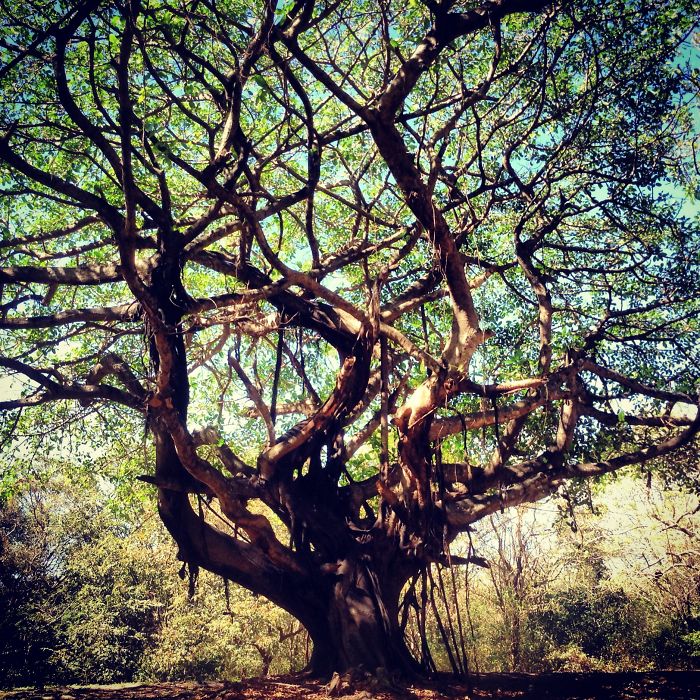 Guanacaste Costa Rica