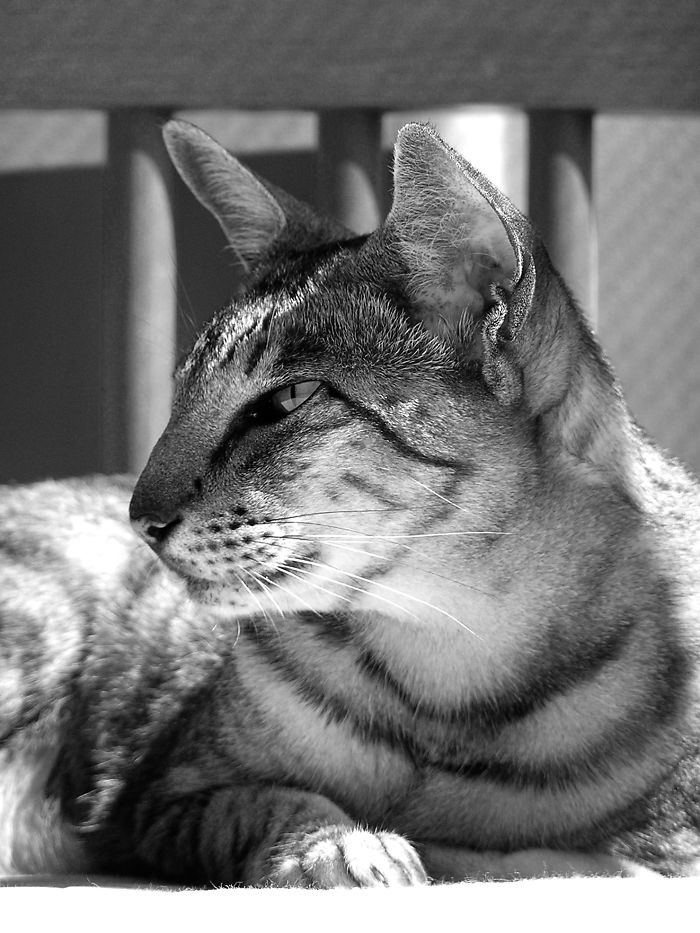 Patrick In Bed With The Afternoon Sun