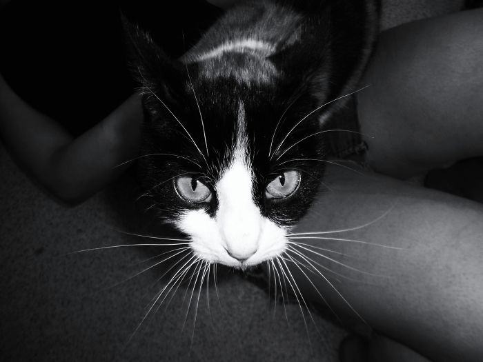 Siri By Alex (mituke)