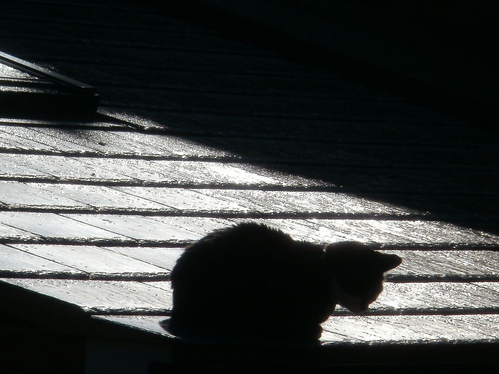 Cat On A Wet Slate Roof!