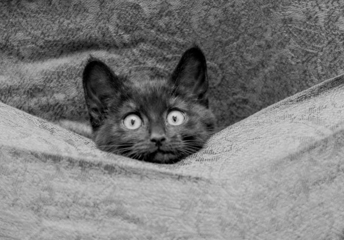 Image Credit Janice Carabine