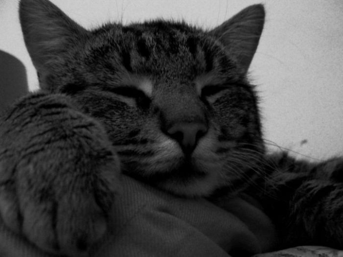 Sleep , Love And Harmony