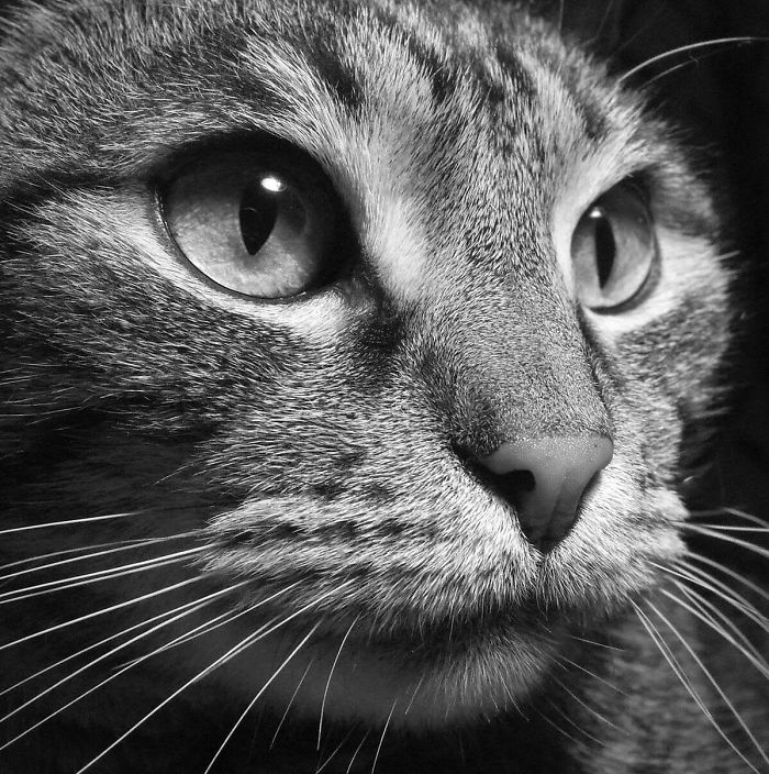 Pk Harrison By Geoff