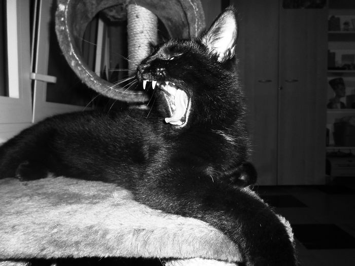 Black Panther Aslan :-)