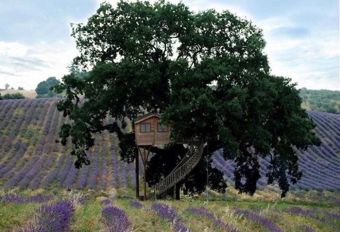 Casa Sull'albero, La Piantata, Agriturismo B&b, Prodotti Biologici, Prodotti Alla Lavanda,... W