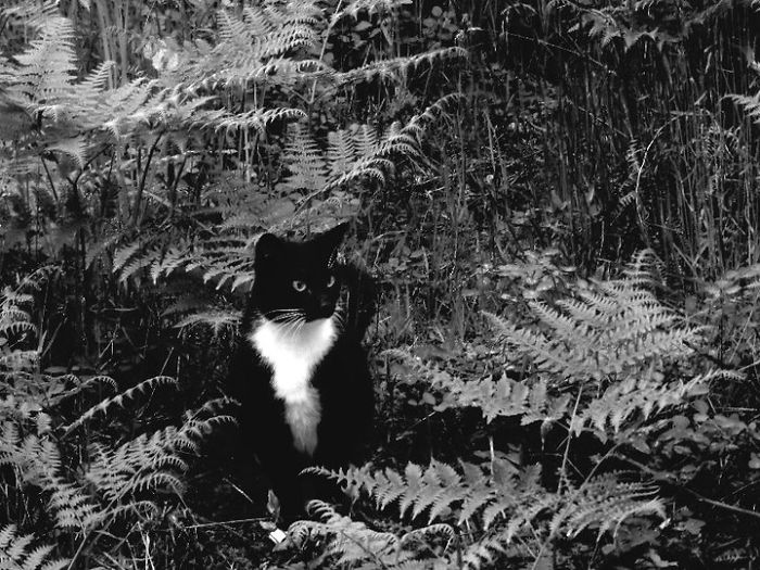 Obie Pauses In The Ferns While On A Walk With Me