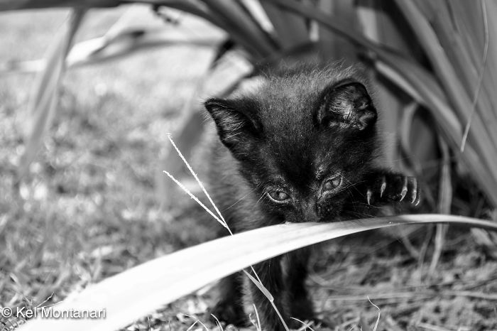 Filhote De Gato Preto Brincando