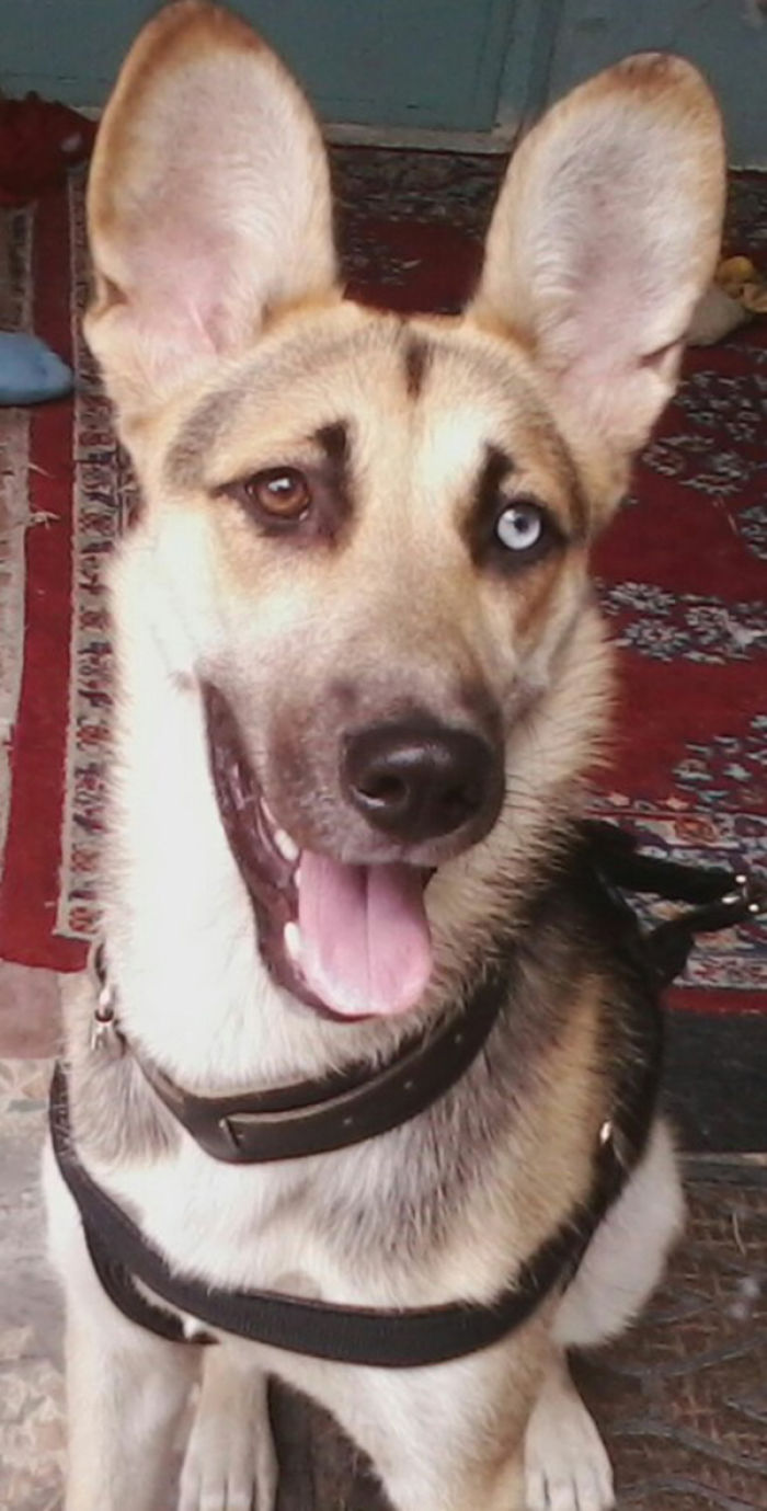 German Shepherd_husky Mixed