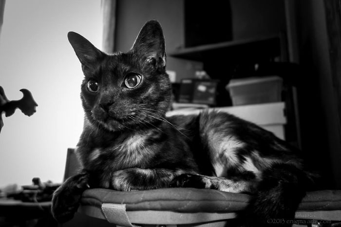 Gothic Kitty Phoebe By Enigma Arts Photography (aka Mommy ;-)