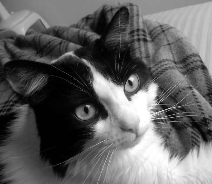 Miú, My Purrrfect Companion