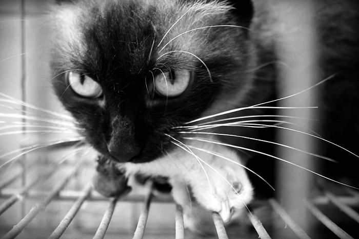 Dark Secrets Of Susha