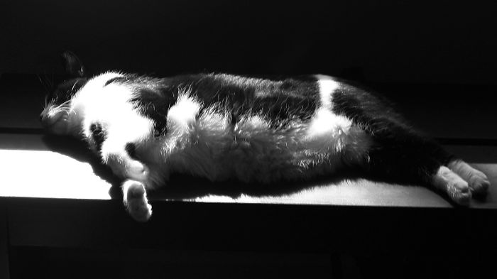 Stella, A Study In Black & White