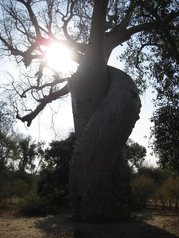 #26 Baobab Amoureux, Madagascar