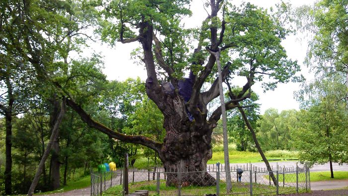 Stelmužė Oak The Oldest Oak In Lithuania And One Of The Oldest In Europe. It Is 2,000 Years Old