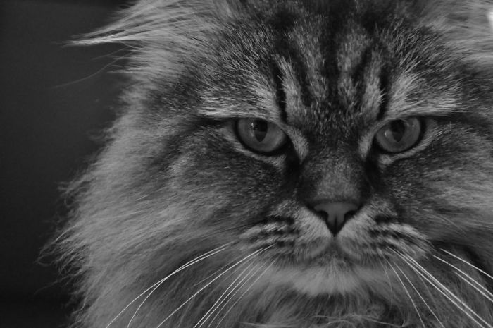 A Cat Called "traktor" ("agrimotor")