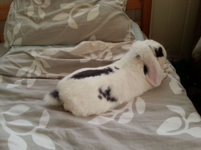 Exclamation Point, Black Eyes Bunny Puk Nl