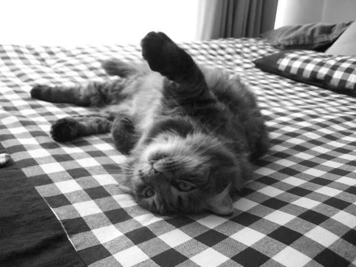 Nüschka The Lazy One