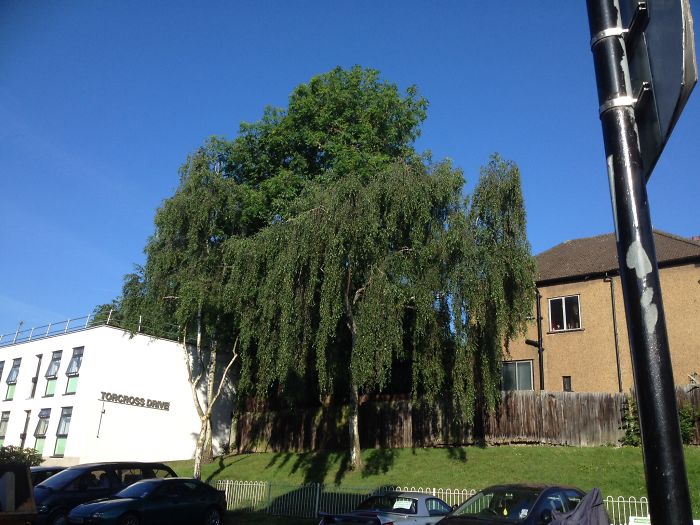 Big Tree In Lewisham, London, Uk