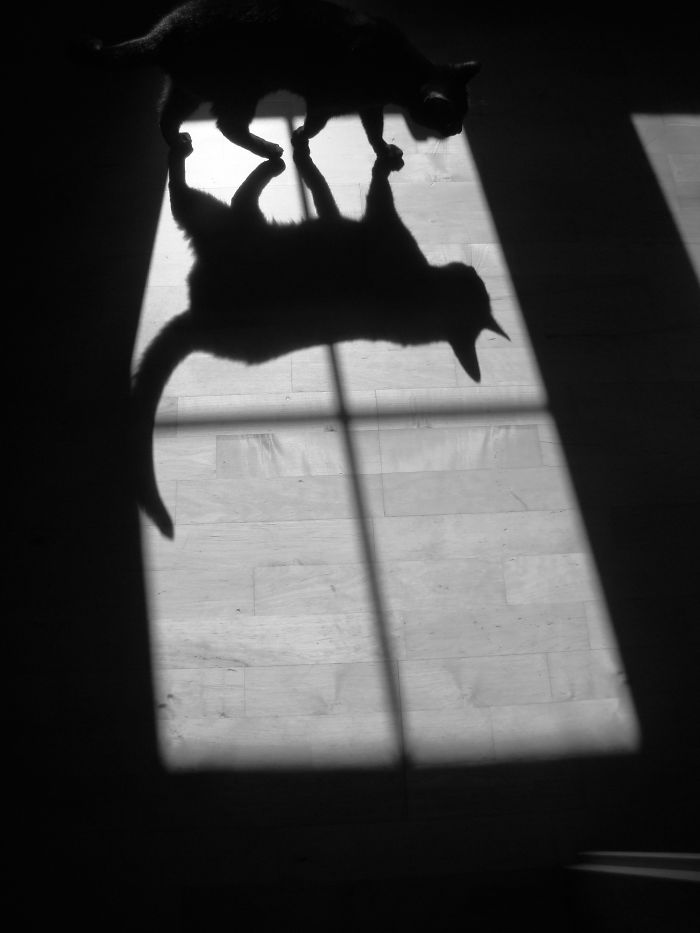 Shadow Cat