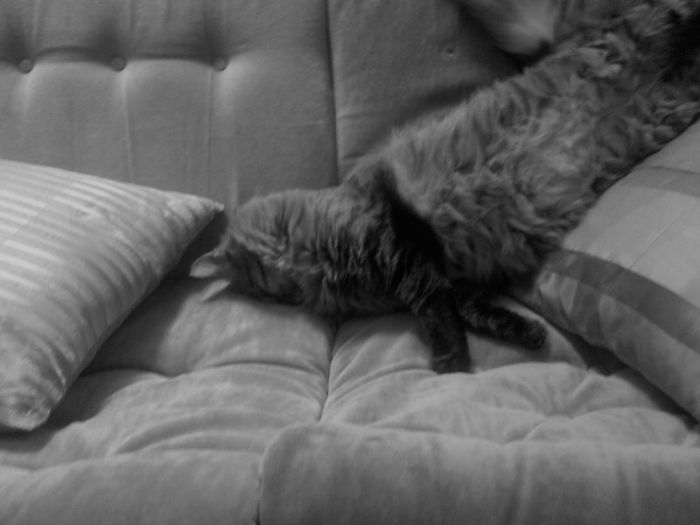 "i Did Not See That!" - Nüshcka