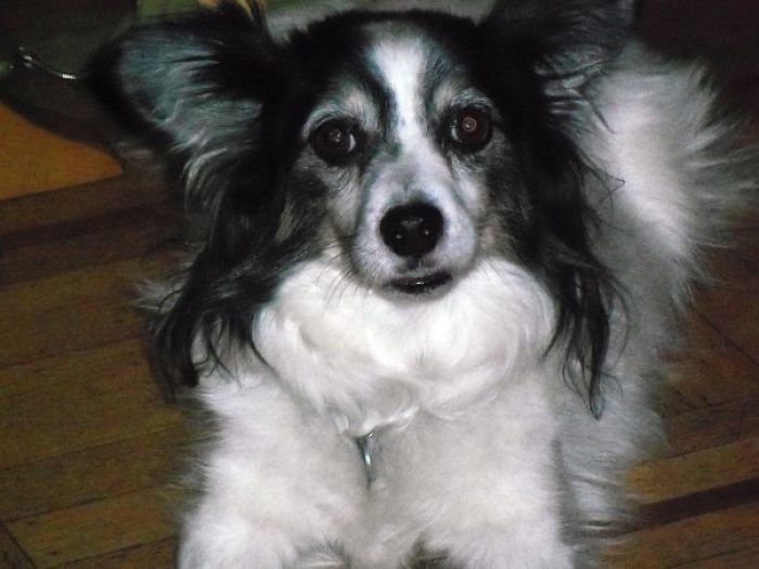 Papillon - Border Collie