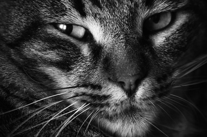 Coto De Finca Magaña