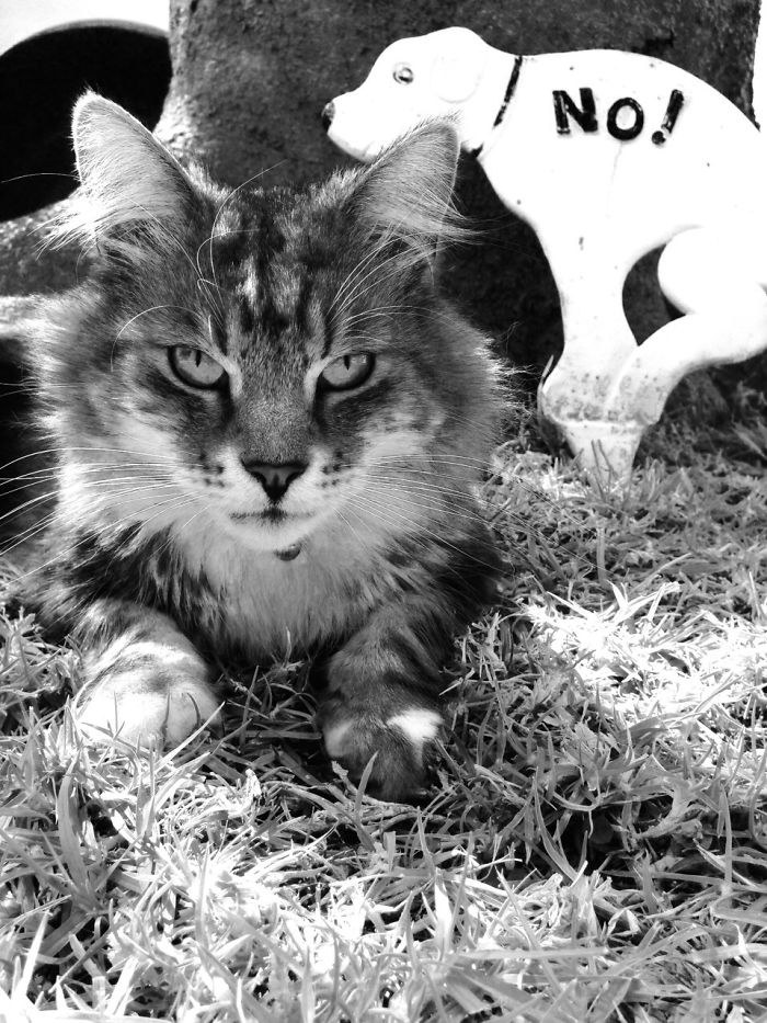 Mack. Pacific Palisades, Ca