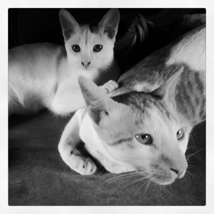 Penelope And Julio (captured By Their Forever Human, Arjun)