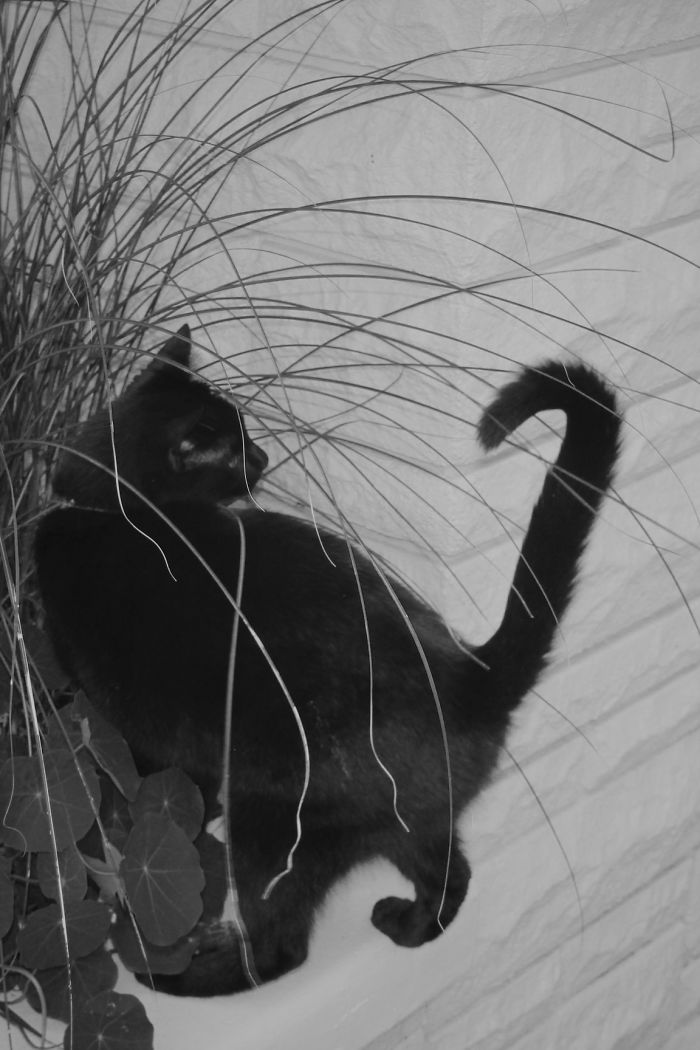 Garden Cat, "isambard Kingdom Bruenel"