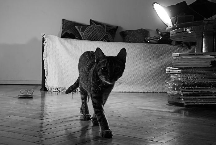 A Veces El Modelo No Colabora. Gabriel Solis