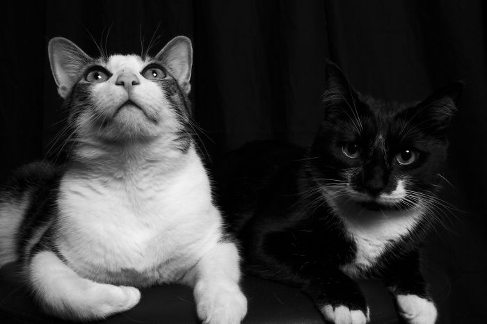 Best Buddies (archie & Betty)