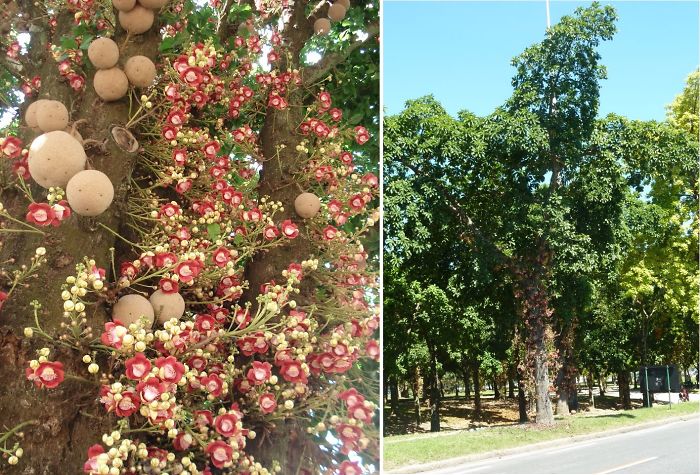 Cannon Ball Tree / Abricó De Macaco - Native To The Amazon, Rio De Janeiro Bot Garden
