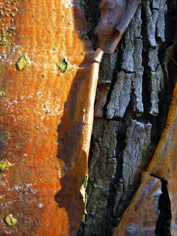 Peeling Bark
