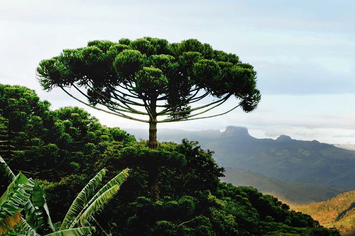 Araucaria In South Chile
