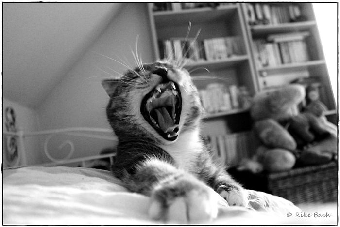 Cleo The Drama Queen