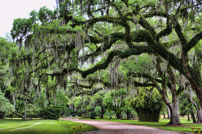 Moss Trees Of Avery Island Lousiana