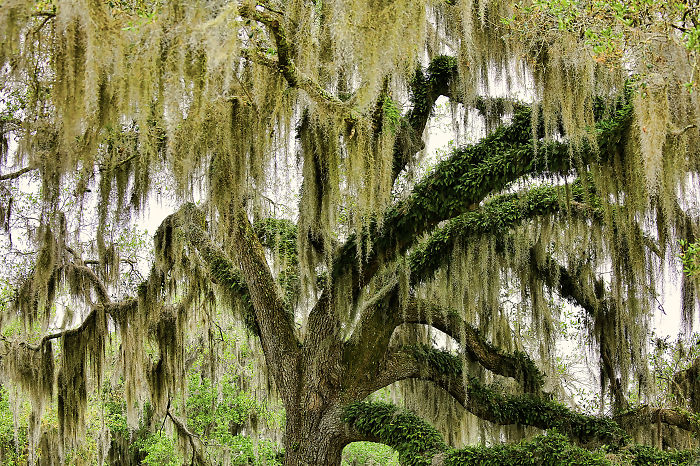 Avery Island Louisiana