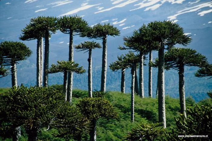 This Tree Is Called Araucaria, Is Of Southern Chile