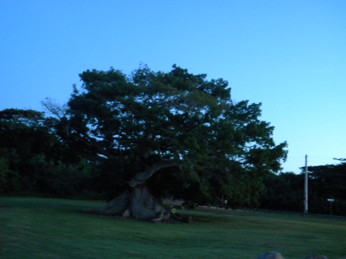 Over 400 Year Old Ceiba Tree In Vieques, Puerto Rico