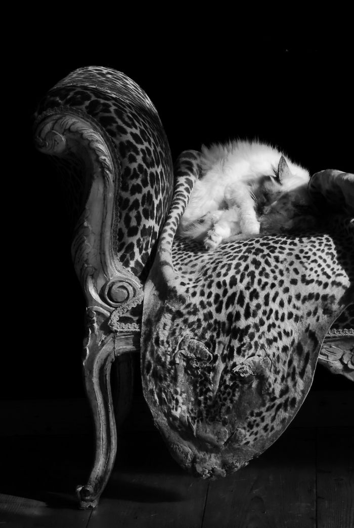 The Lion Sleeps Tonight