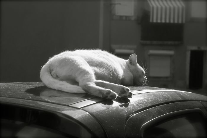 Lazy Days In The Sunshine