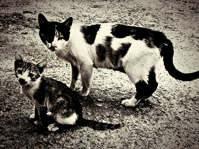 Kitten And Mother Cat