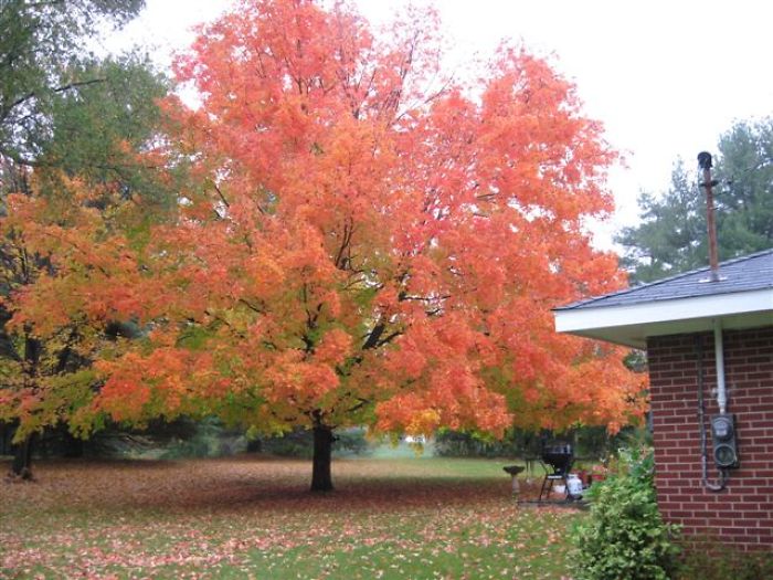 Majestic Maple Tree In Michigan