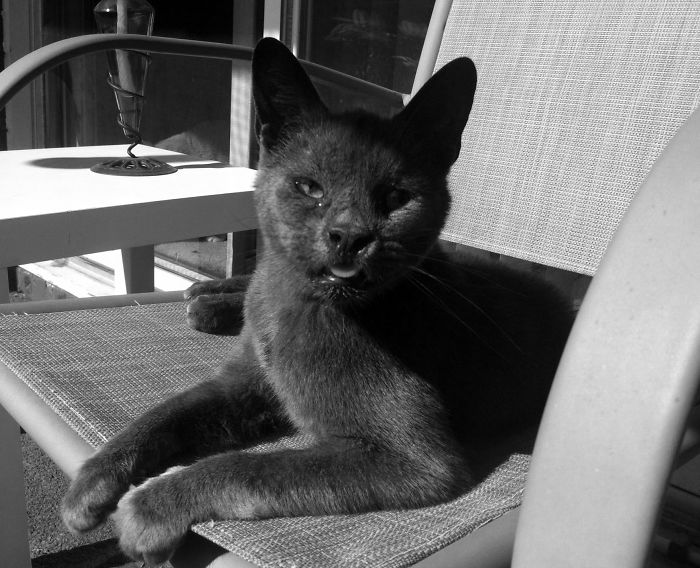 Batcat Chillin' On The Balcony.