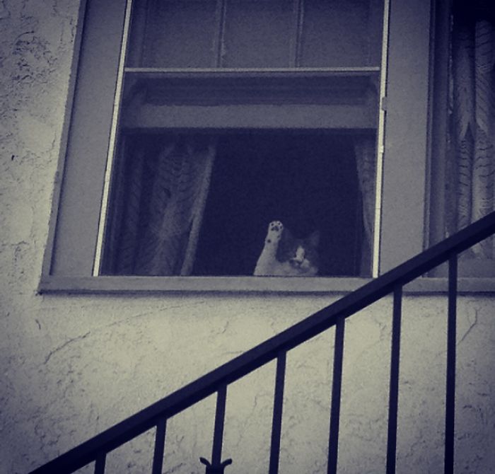 La Douleur De Fenetre/ "window Pain"