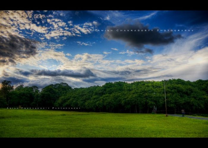 The Great Banyan Tree