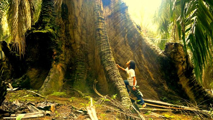 Giant Tree In Malaysia