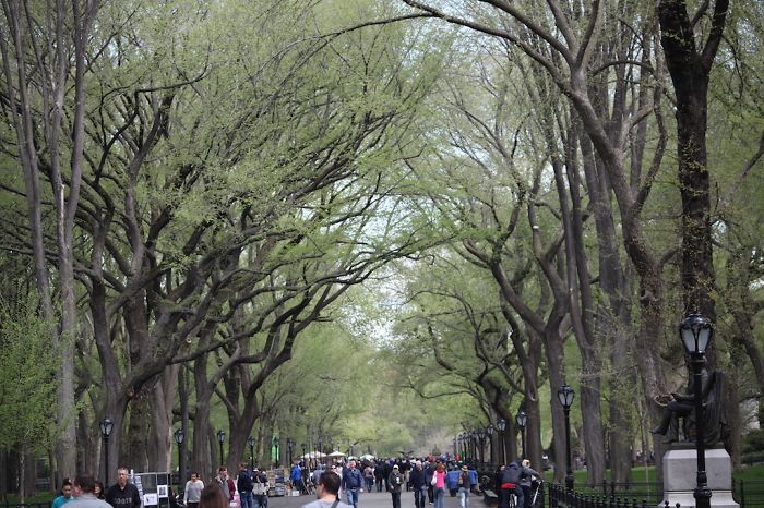 Springtime In Central Park, Ny