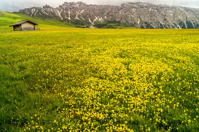 Trentino Alto Adige, Alpe Di Siusi "my Mum's Paradise"