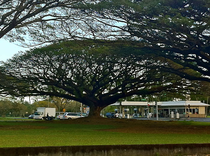 Monkey Pod Tree Along Beach Drive In Hilo, Hawaii